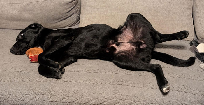 Frodo, labek do adopcji