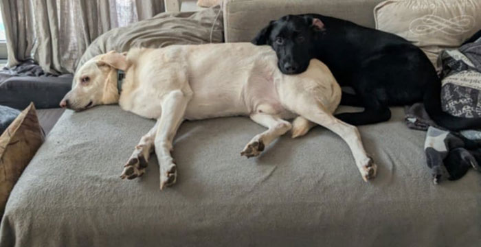 Frodo, labek do adopcji