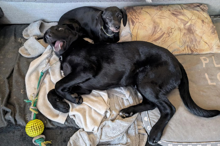 Frodo, labek do adopcji