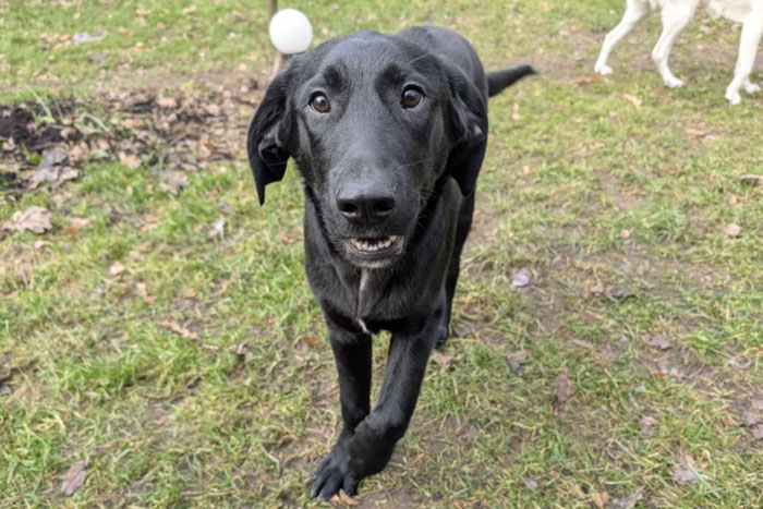 Frodo, labek do adopcji