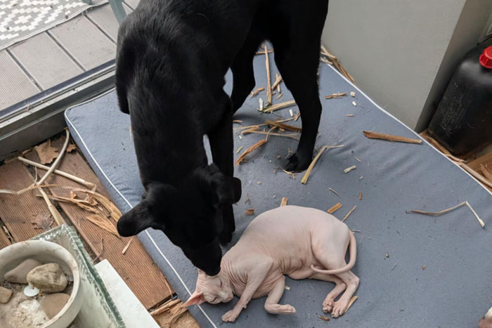Frodo, labek do adopcji