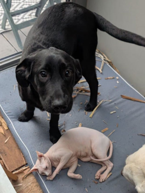 Frodo, labek do adopcji