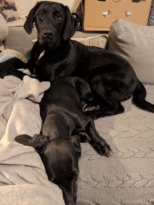Frodo, labek do adopcji