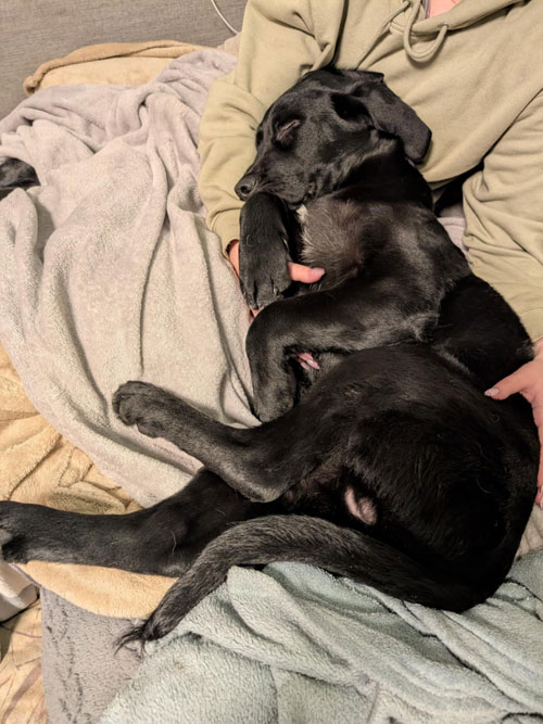Frodo, labek do adopcji
