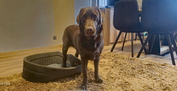 Kira, labradorka do adopcji
