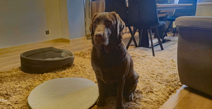 Kira, labradorka do adopcji