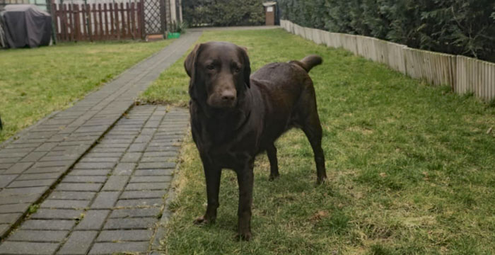 Kira, labradorka do adopcji