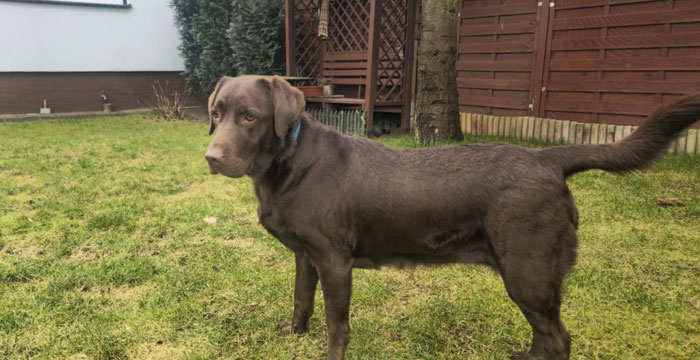 Kira, labradorka do adopcji