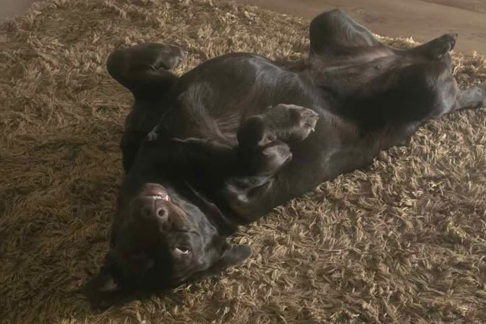 Kira, labradorka do adopcji