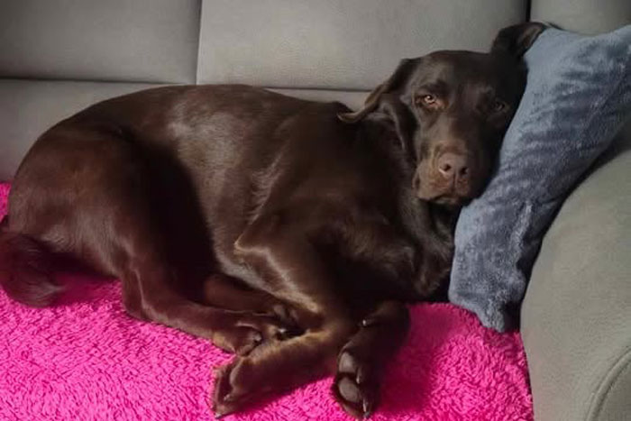 Kira, labradorka do adopcji