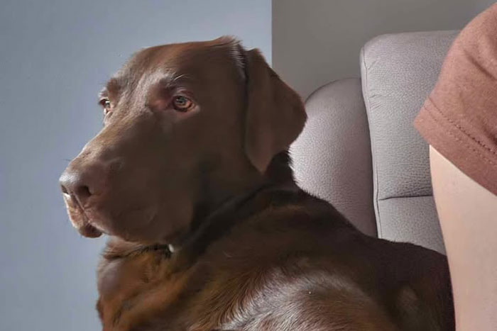 Kira, labradorka do adopcji