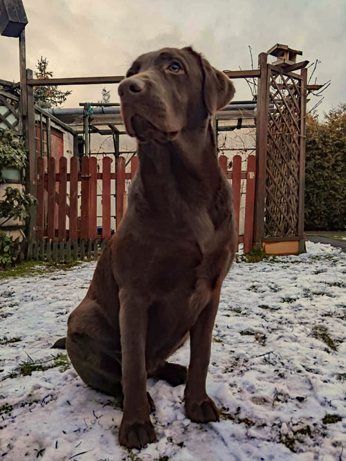 Kira, labradorka do adopcji