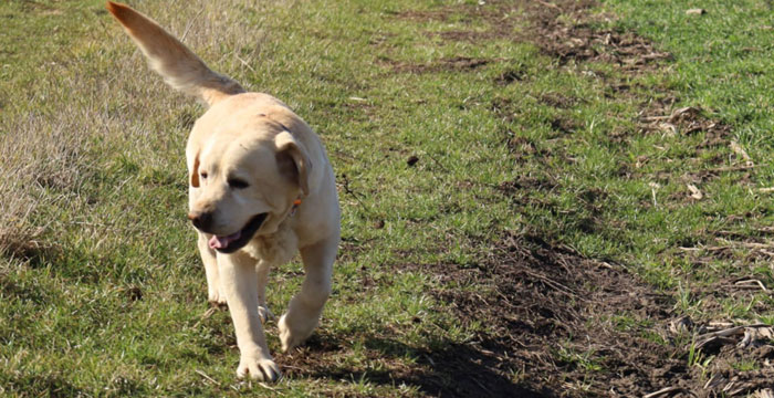 Lucky, labrador do adopcji