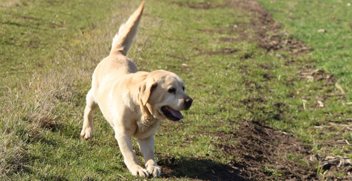 Lucky, labrador do adopcji