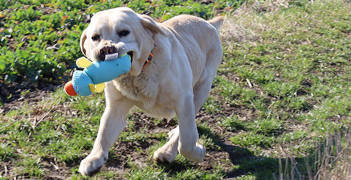 Lucky, labrador do adopcji