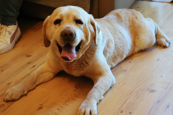 Lucky, labrador do adopcji