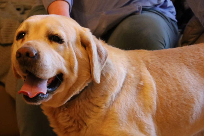 Lucky, labrador do adopcji