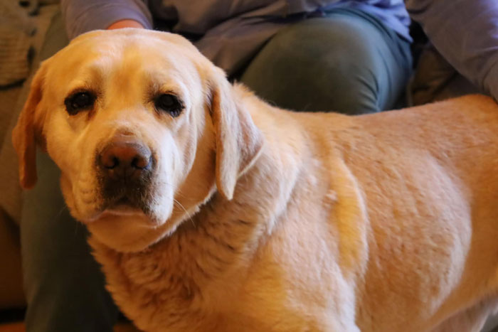 Lucky, labrador do adopcji