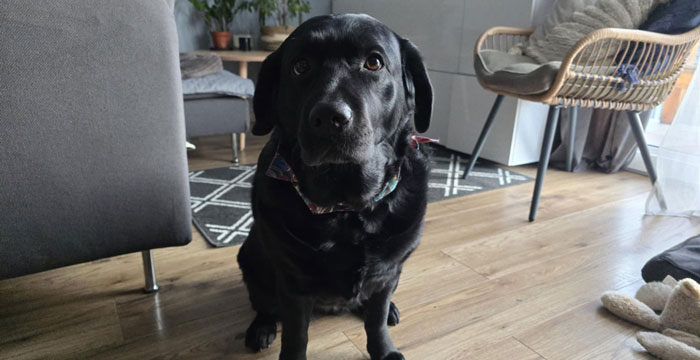 Mavis, labradorka do adopcji