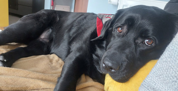 Mavis, labradorka do adopcji