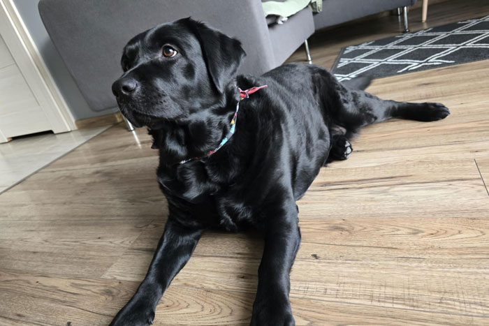 Mavis, labradorka do adopcji