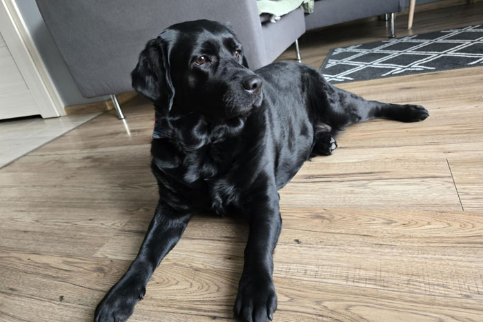 Mavis, labradorka do adopcji