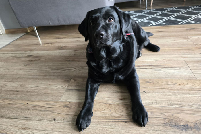 Mavis, labradorka do adopcji