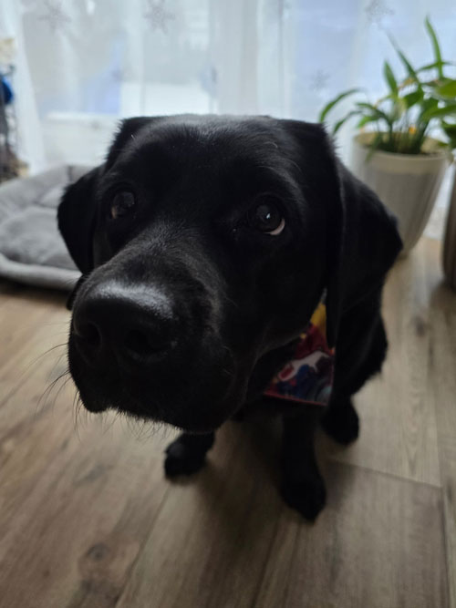 Mavis, labradorka do adopcji