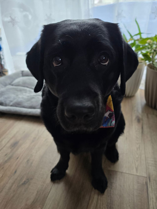 Mavis, labradorka do adopcji