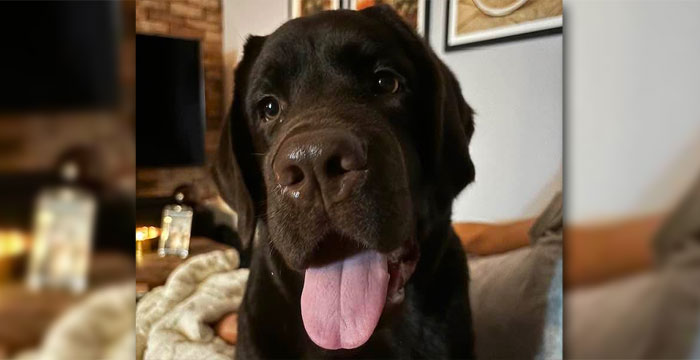 Pedro, labrador do adopcji