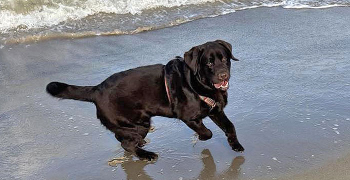 Pedro, labrador do adopcji