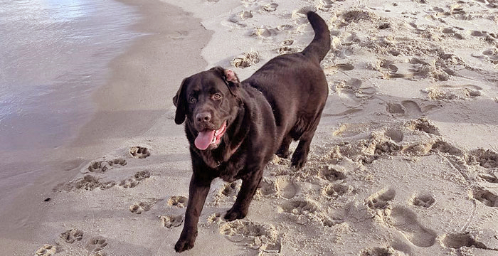 Pedro, labrador do adopcji