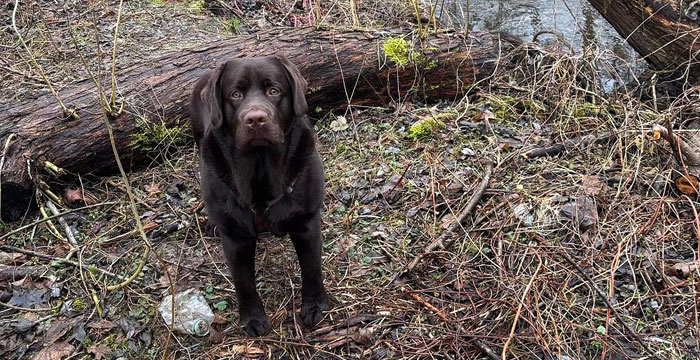 Pedro, labrador do adopcji