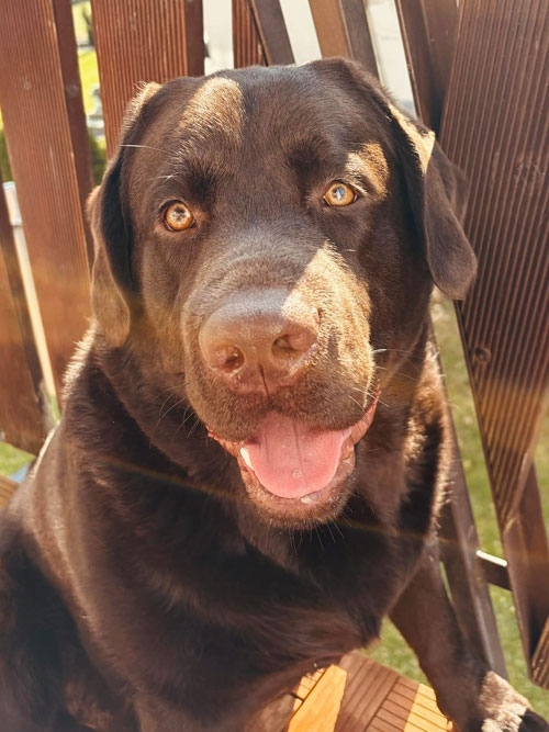 Pedro, labrador do adopcji
