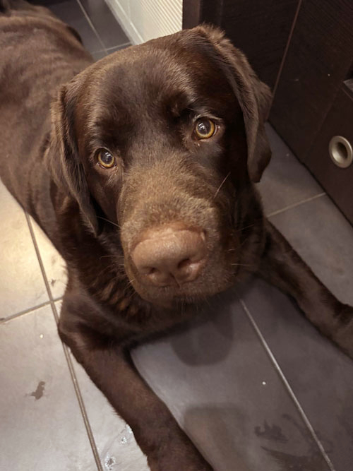 Pedro, labrador do adopcji