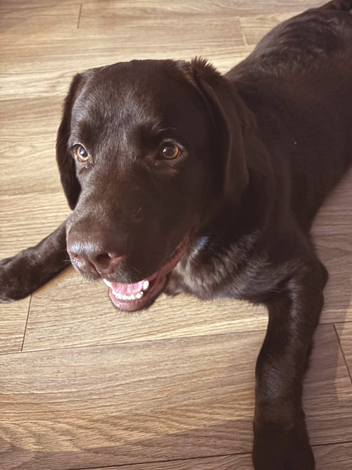 Pedro, labrador do adopcji