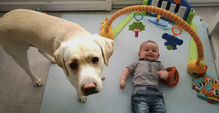 Lucky, labrador do adopcji