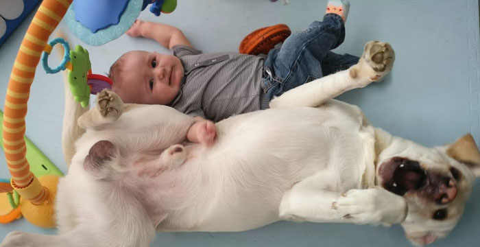Lucky, labrador do adopcji