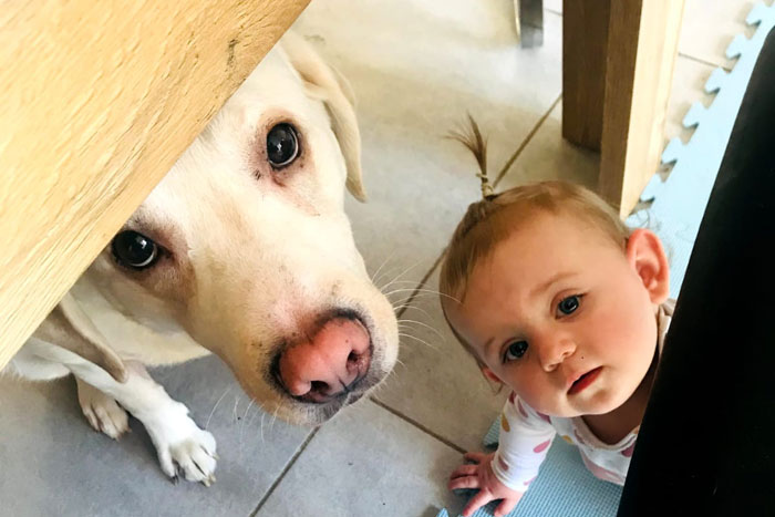 Lucky, labrador do adopcji