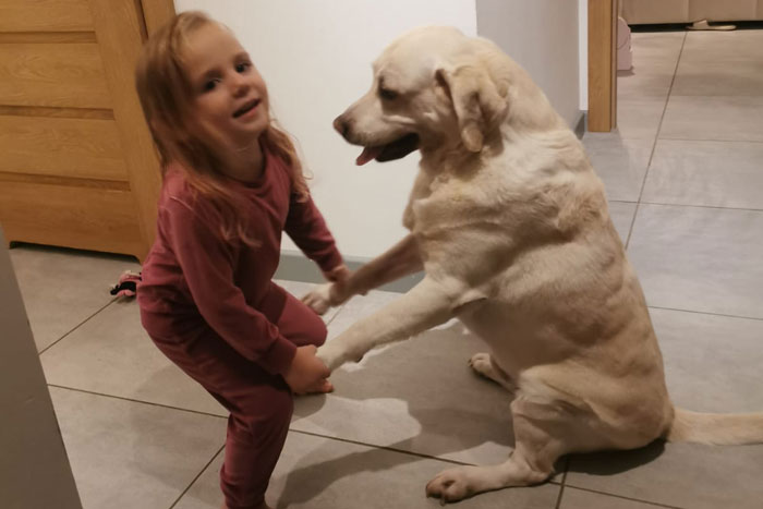 Lucky, labrador do adopcji