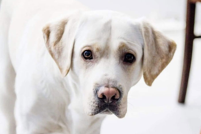 Lucky, labrador do adopcji