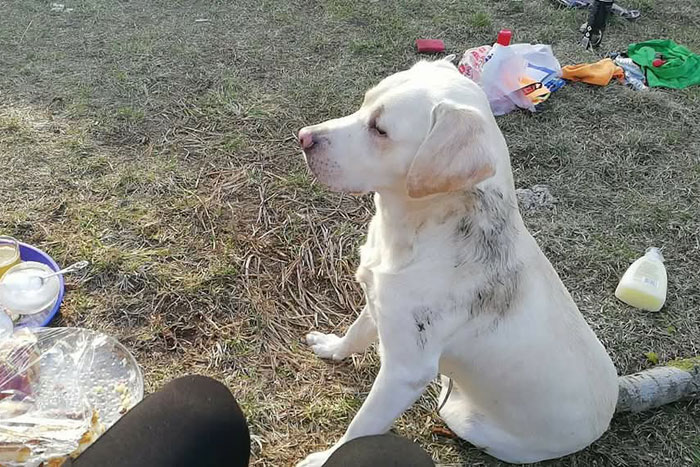 Lucky, labrador do adopcji