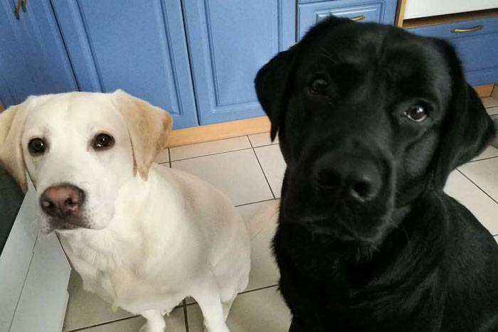 Lucky, labrador do adopcji
