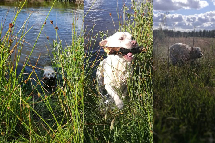 Lucky, labrador do adopcji
