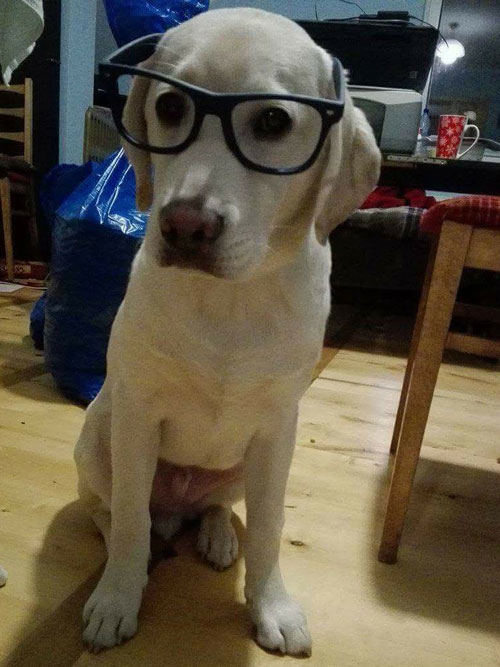Lucky, labrador do adopcji