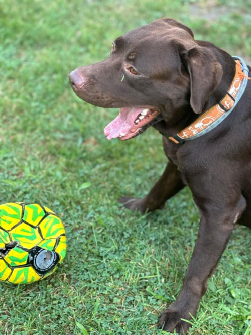 Nero, labrador do adopcji