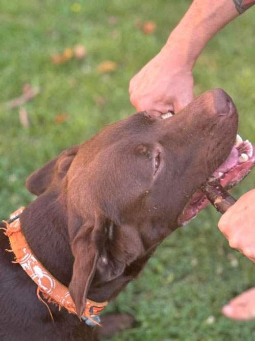Nero, labrador do adopcji