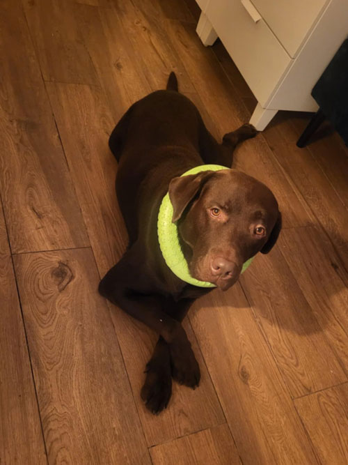 Nero, labrador do adopcji