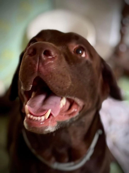 Nero, labrador do adopcji