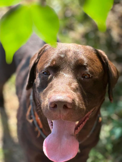 Nero, labrador do adopcji